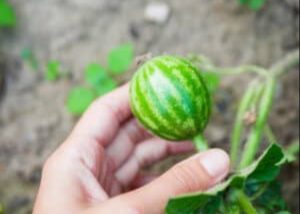 growing watermelon