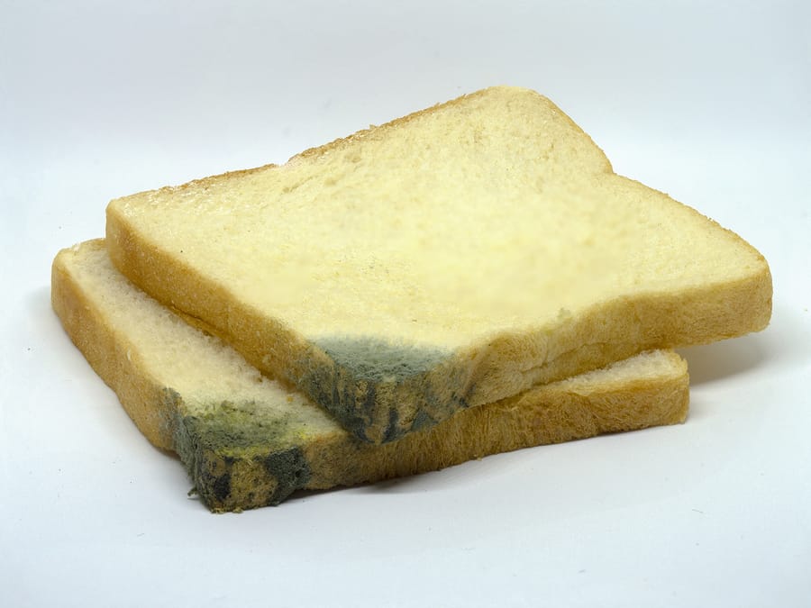 moldy bread