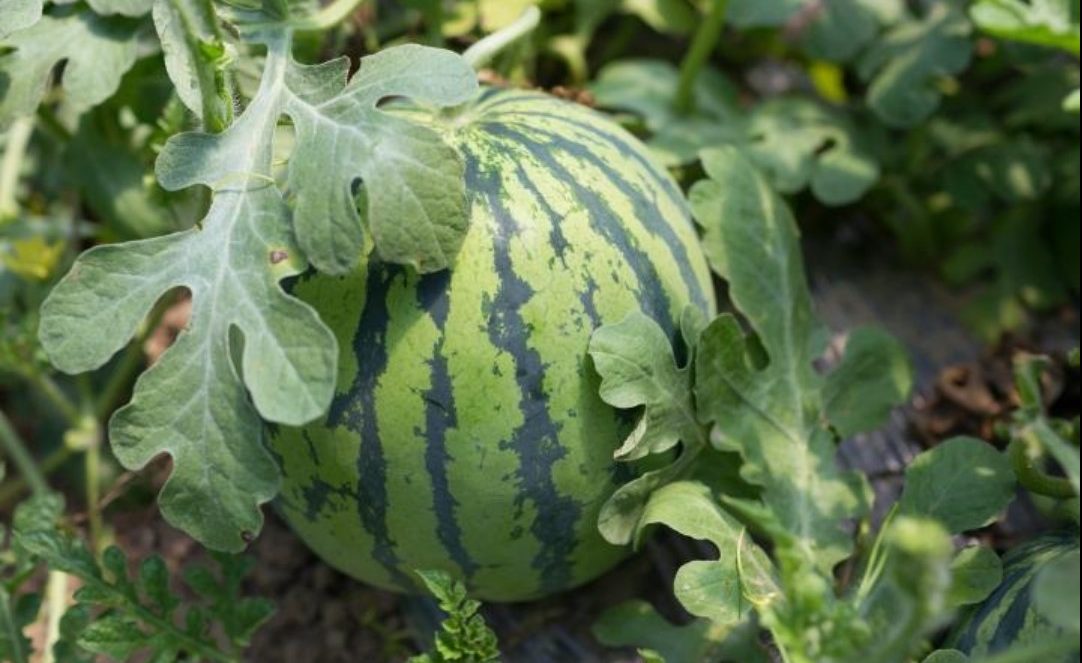 ripe watermelon