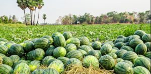 watermelons in farm