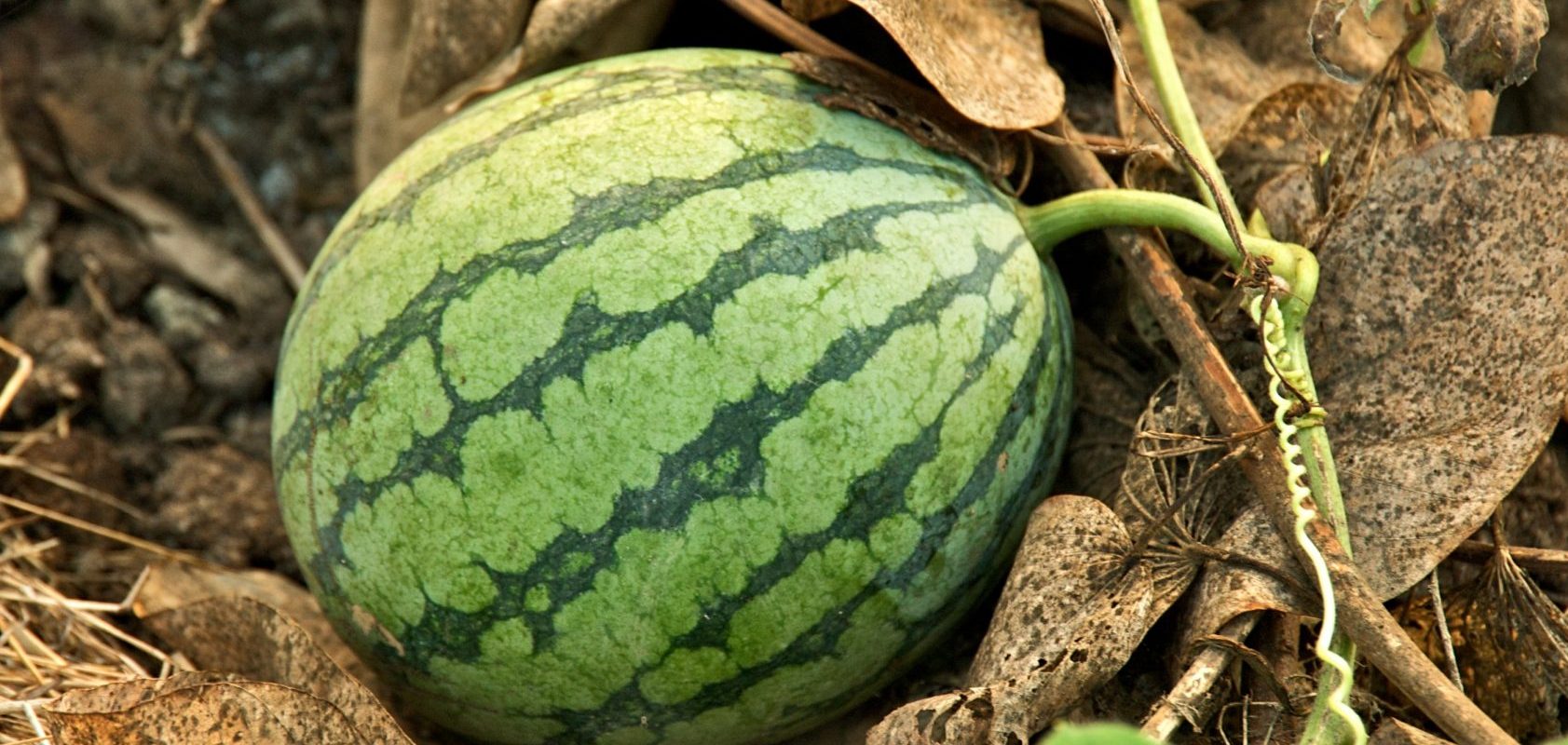 watermelon fruit