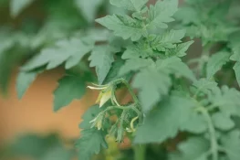 vegetable