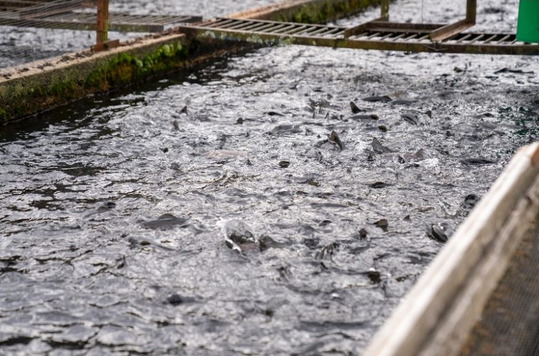a fish pond with lively fish - Catfish Farming.